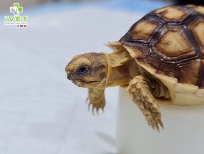 น้องเต่าซูคาต้า  อาการ ซึม ไม่ทานอาหาร